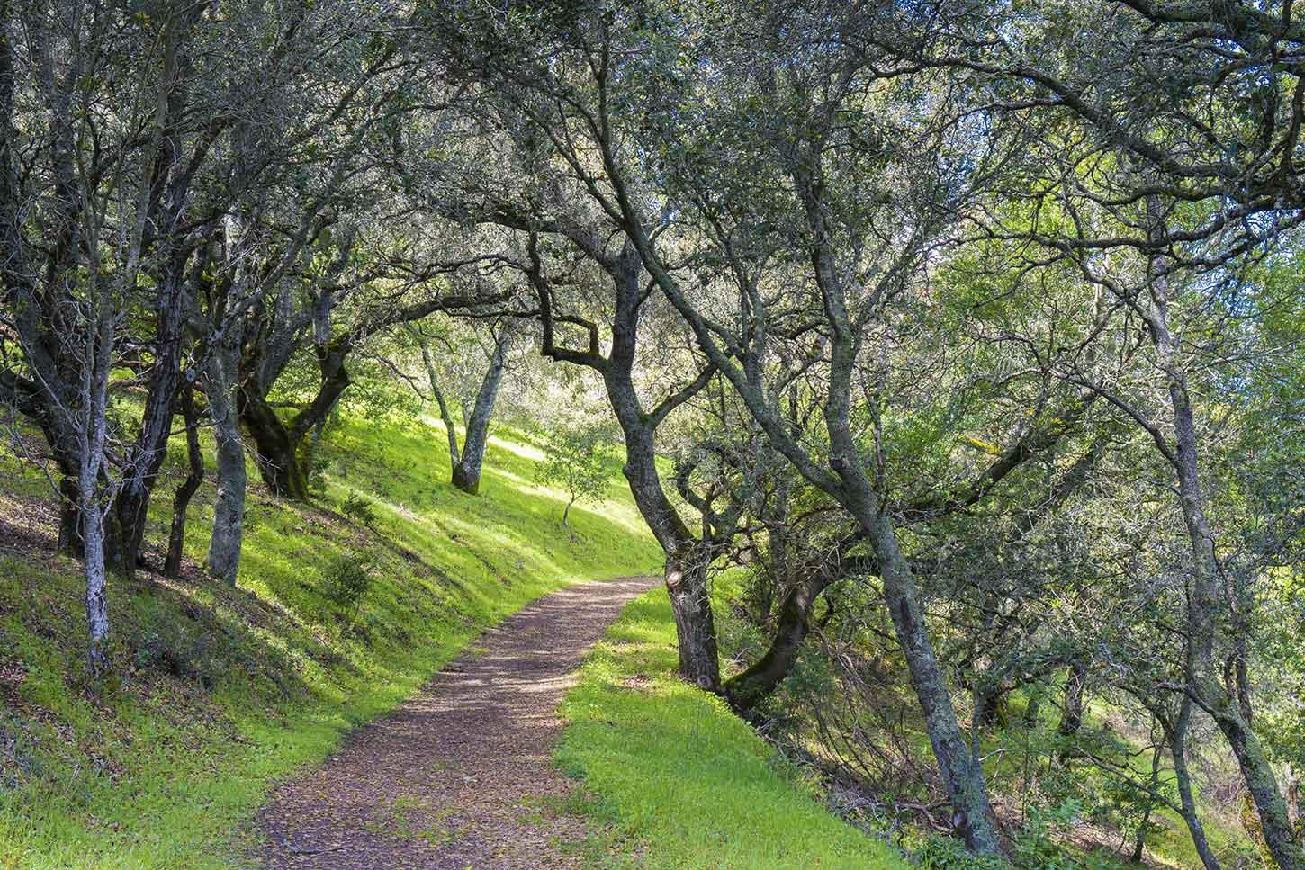 Hikers walking along Las Trampas Regional Trail surrounded by spring wildflowers and oak-covered hills.